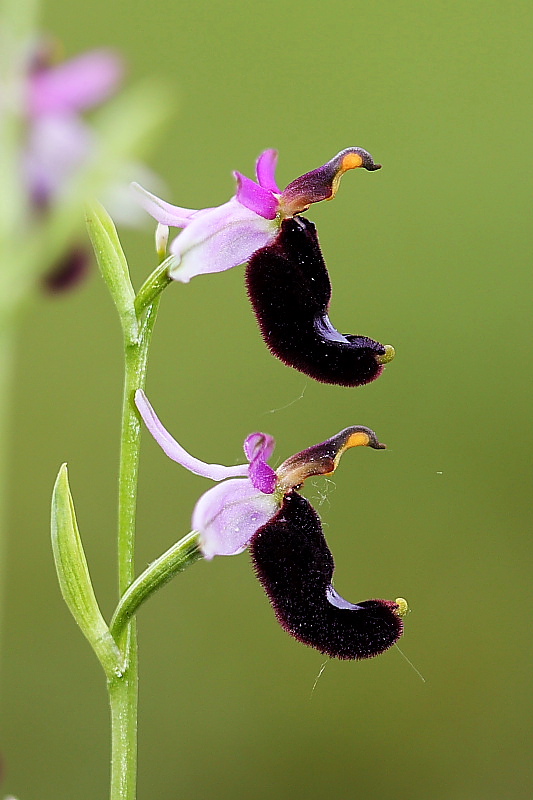 Ophrys bertolonii in FVG